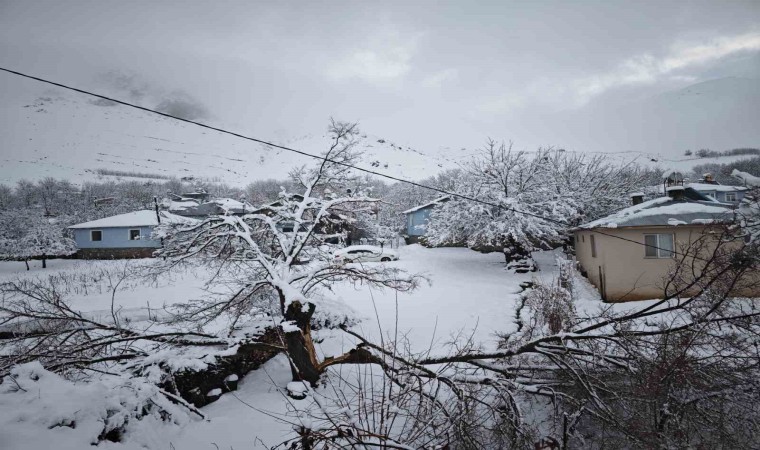 Elazığda yoğun kar yağışından dolayı ağaçlar devrildi