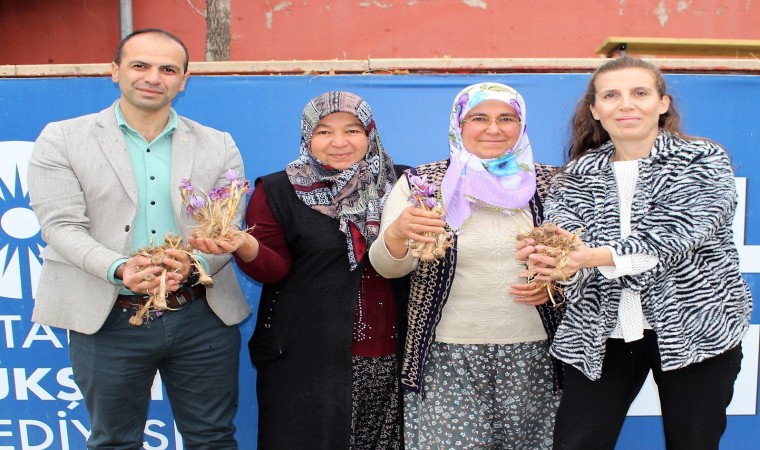 Elmalıda safran soğanı dağıtımı yapıldı