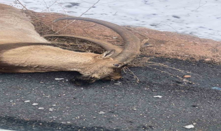 Gümüşhanede otomobilin çarptığı koruma altındaki yaban keçisi telef oldu