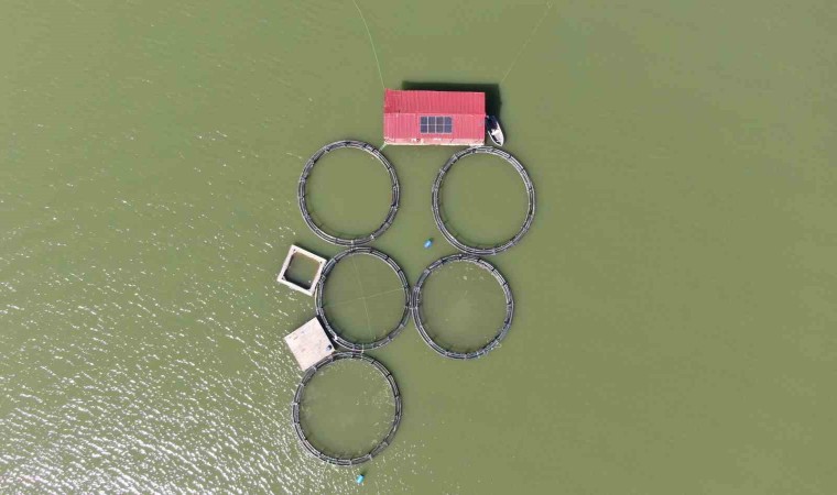 Kastamonuda rekor alabalık ve Türk somonu üretimi