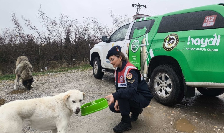Kırklarelinde jandarma ekipleri sokak hayvanların unutmadı