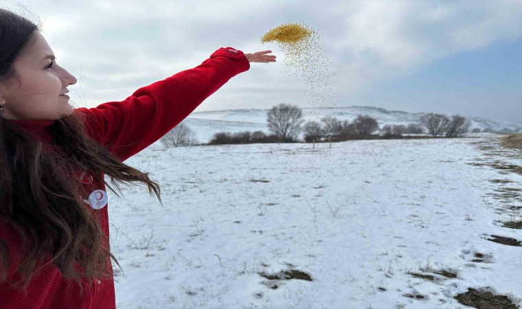 Kızılay gönüllüleri, Ağrıda soğukalrda kuşları unutmadı