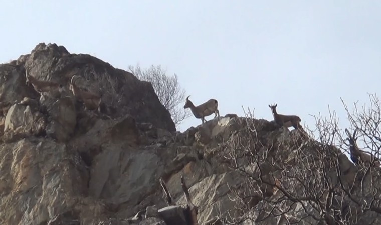 Koruma altındaki yaban keçileri, Tuncelide görüntülendi