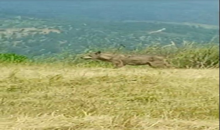 Köylülerin Canavar dediği iri kurt kameralara yakalandı