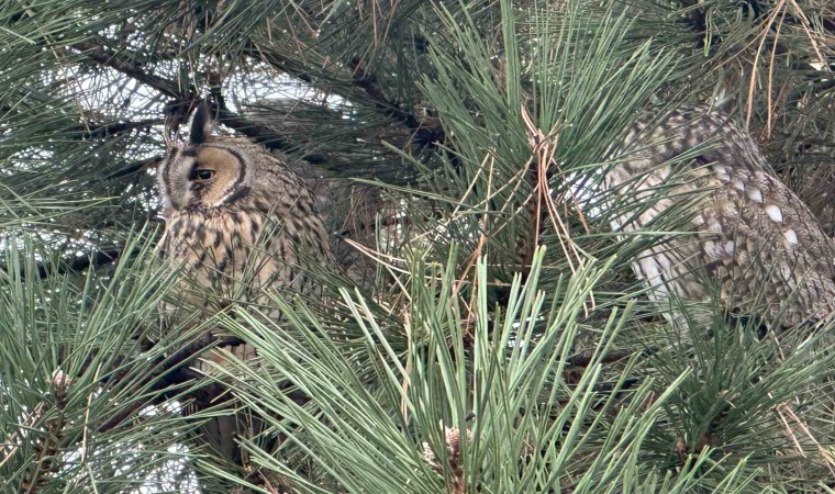 Kulaklı orman baykuşu yıllardır ailesiyle mesken tuttuğu ağaçta yaşıyor