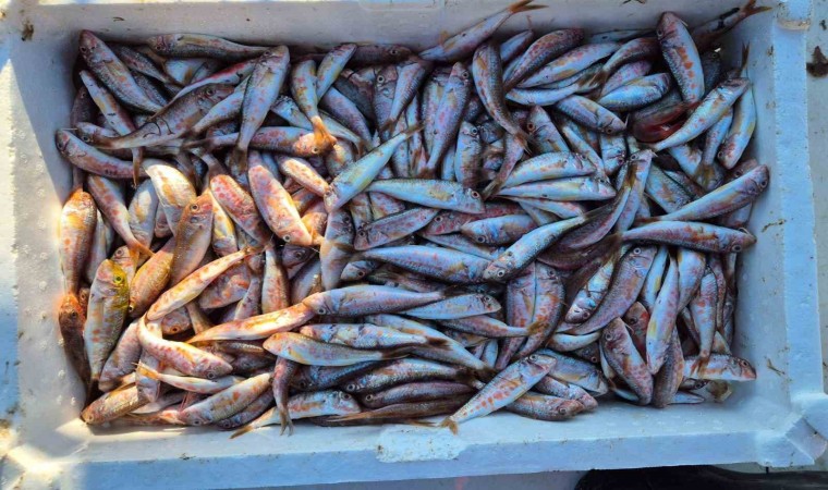 Marmarada balıkçılar farklı balık türü ile dönüyor