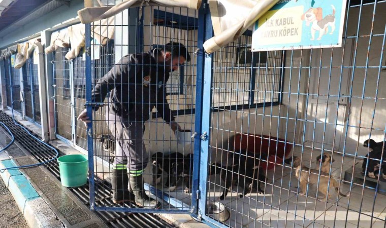 Nilüferdeki sahipsiz canlar sıcak yuvalarını bekliyor