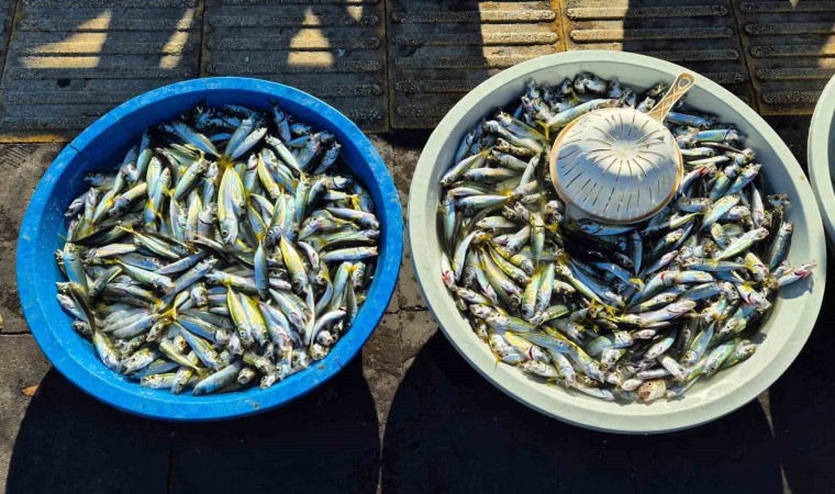 Oltayla yakalanan istavrit 150 TLden satışta