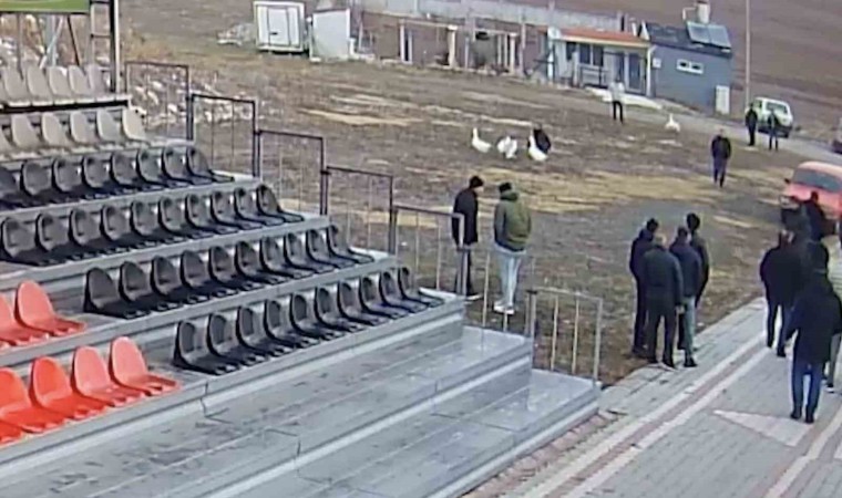 Polisten kaz dövüşü baskını: 70 kişiye ceza yazıldı