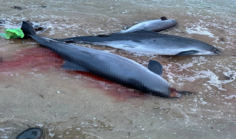 Rusyanın Karadeniz kıyısında 19 yunus ölü bulundu