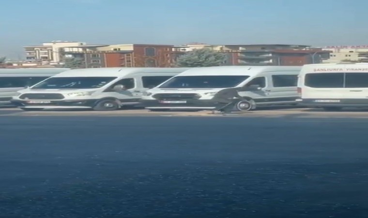 Şanlıurfada köpeğe eziyet kamerada