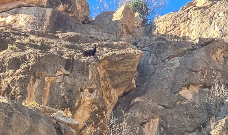 Siirtte mahsur kalan keçi kurtarıldı