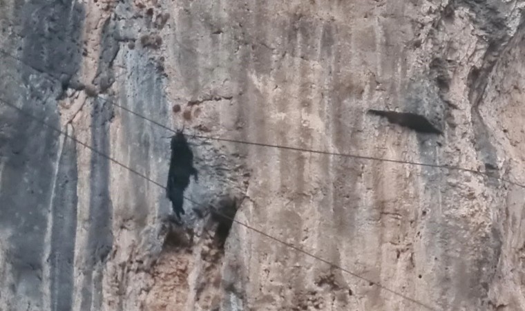 Siirtte tel örgülerde asılı kalan keçi kurtarıldı