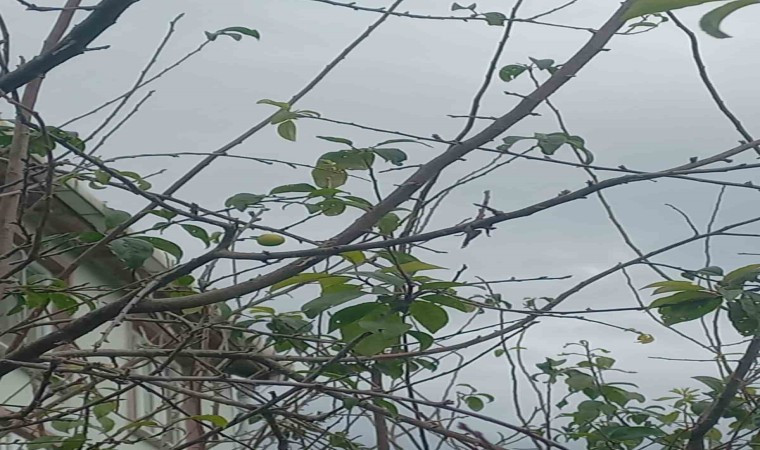 Sinopta erik ağacı kışın meyve verdi