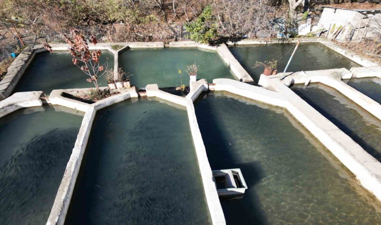 Şırnakta yılda 25 bin ton balık üretilip yurdun dört bir yanına gönderiliyor