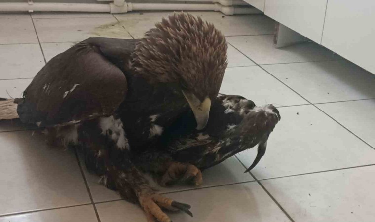 Sivasta bulunan yaralı kaya kartalı tedavi altına alındı