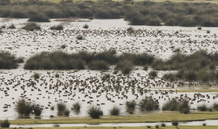 Su kuşu sayım eğitimi: 71 türden 98 bin kuş tespit edildi