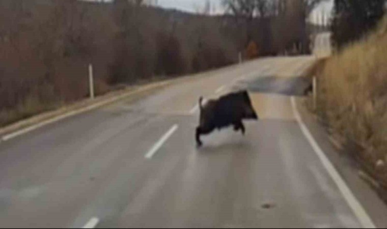 Sürücünün domuza çarpmamak için son anda durduğu anlar kameraya yansıdı