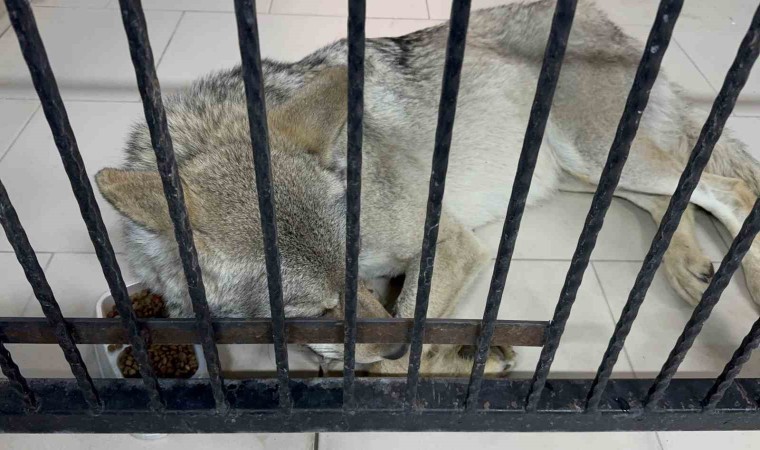 Tatvanda yaralı halde bulunan kurt tedavi altına alındı