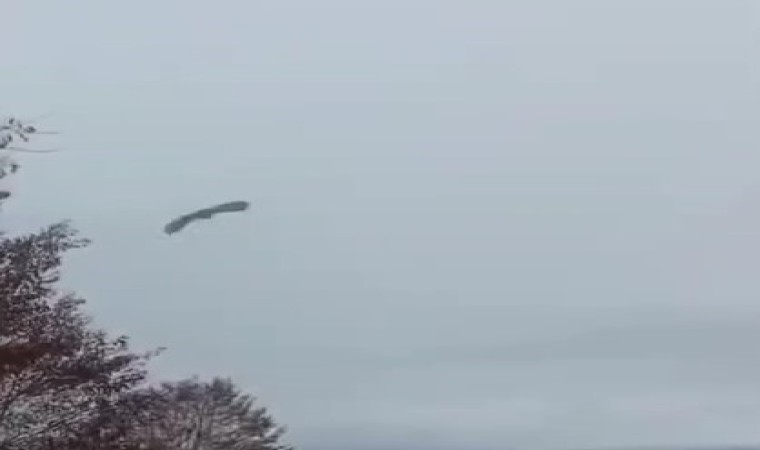 Tedavisi tamamlanan kuşlar yeniden kanat çırptı