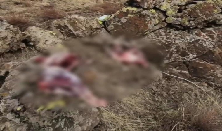 Tuncelide koruma altındaki 2 yaban keçisini avlayanlara 1 milyon 300 bin lira para cezası