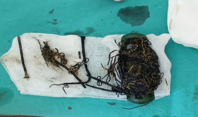Vanda ineğin karnından bir avuç çivi ve tel parçaları çıktı