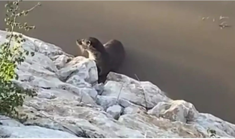 Vanda su samurları görüntülendi