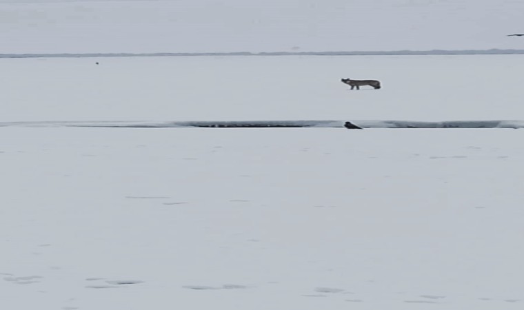 Ardahanda arazide leşle beslenen kurt görüntülendi