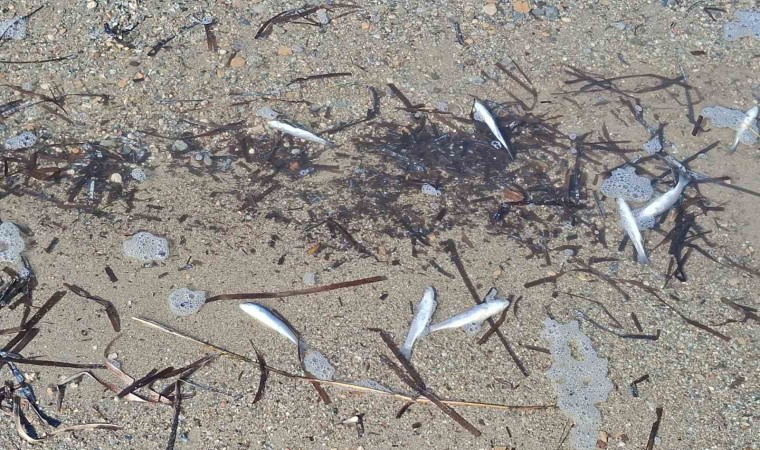 Aydında ölü balıklar yine kıyıya vurdu