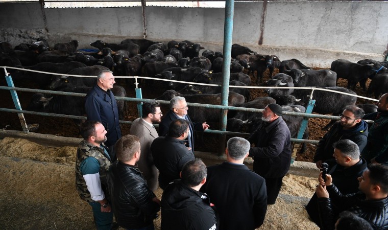 Başkan Büyükkılıçtan üreticilere 100 manda