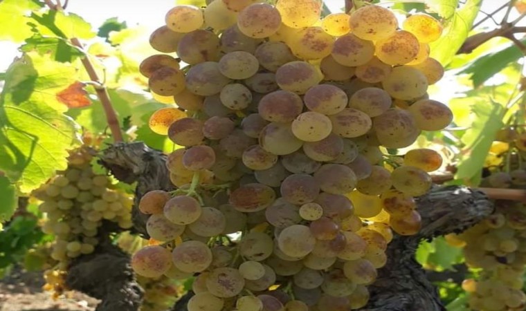 Bilecikin ‘Bedi Üzümü Lezzet Arşivi kataloğuna eklendi