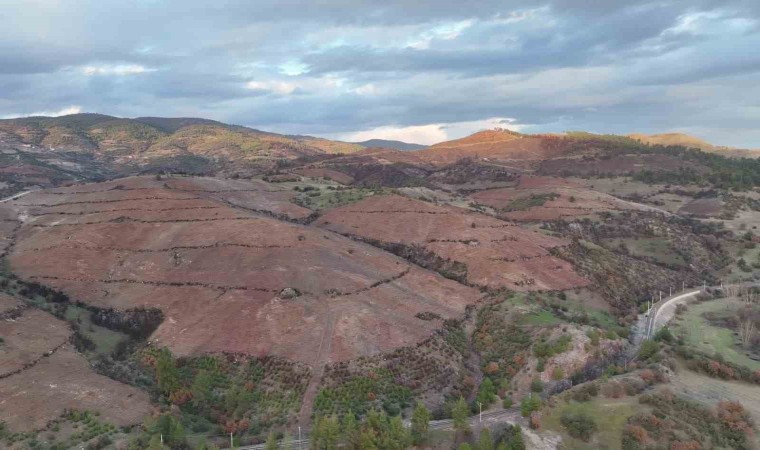Bursada ormanlar küllerinden doğuyor