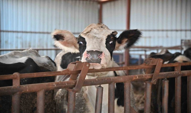 Büyükşehir ‘Tek Dam Projesi ile üreticileri birleştirecek