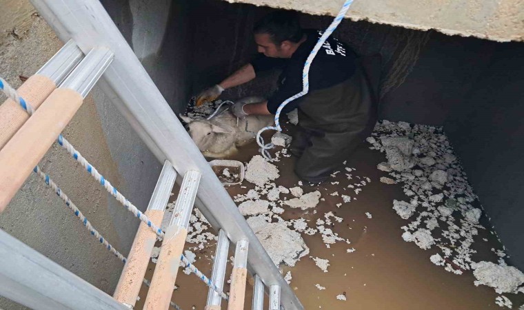 Edremit Güre Mahallesinde mahsur kalan koyun kurtarıldı