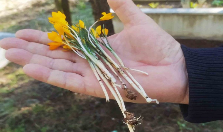 Hisarcıkta kış ortasında çiçek açan erkenci çiğdemler şaşırttı