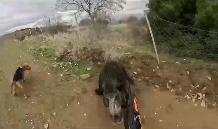 Manisada domuzun avcıya saldırdığı anlar kameraya yansıdı