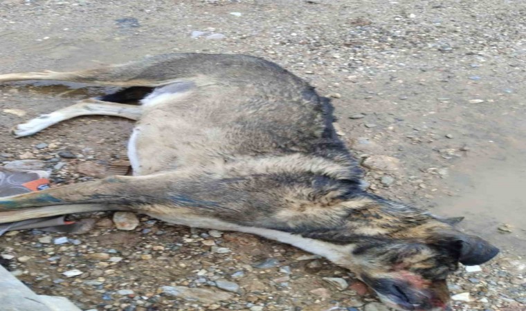 Manisada köpek katliamı