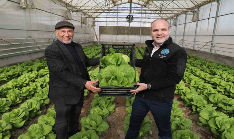 Niğde Ömer Halisdemir Üniversitesinde marul hasadı yapıldı