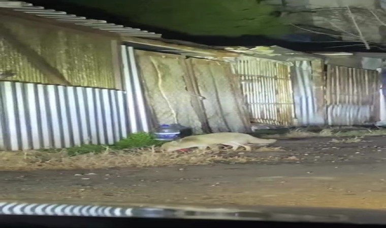 Şehir merkezine inen iki tilki ve çakallar kamerada