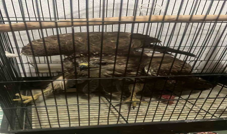 Seydikemerde yaralı halde bulunan Şahin ekiplere teslim edilecek