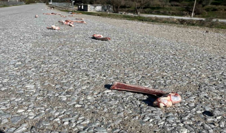 Sokak hayvanları için yollara bırakılan yiyecekler sağlığı tehdit ediyor