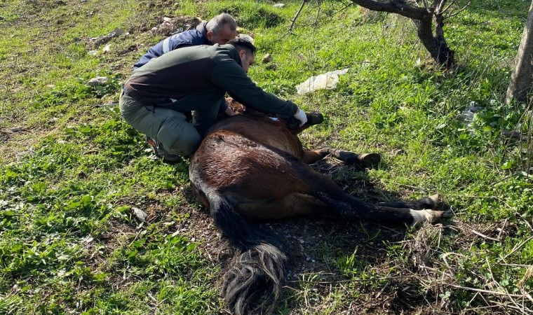 Yaralı halde bulunan yılkı atı tedavi edildi