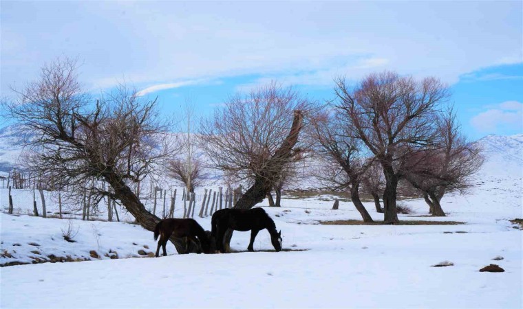 Yaz mevsiminde köy işlerinde kullanılan atlar kışın doğaya terk ediliyor