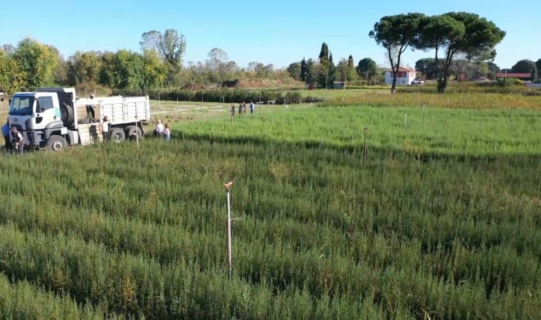 Yeşil Vatana yılda 10 milyon fidan