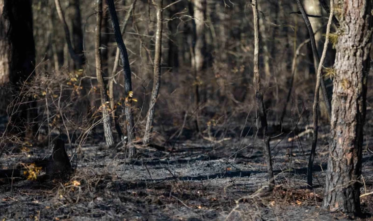 ABD’de orman yangınında 15 bin 250 dönümlük alan kül oldu