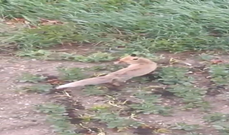 Aç kalan tilki evin bahçesine kadar girdi