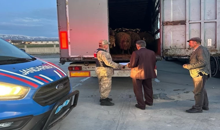 Ağrı’dan çalınan koyunlar Bitlis’te yakalandı