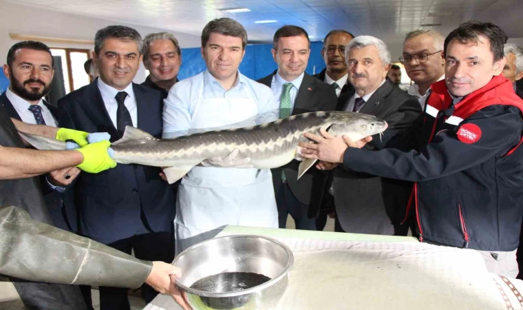 Amasya’da bu yıl 300 bin Mersin balığı üretimi planlanıyor: ‘Siyah inci’nin kilosu 2 bin dolar