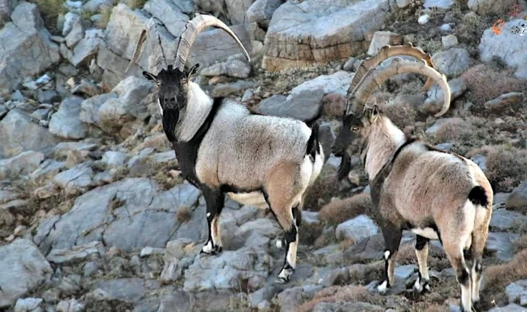 Antalya’da yaban keçileri dron ve kamera ile görüntülendi