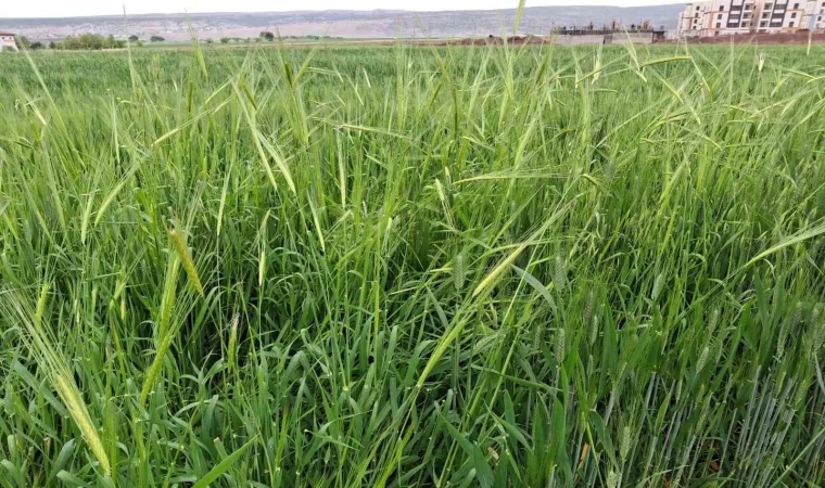 Araban’da etkili olan yağmur çiftçinin yüzünü güldürdü